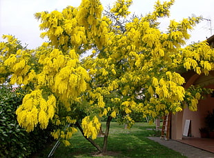 yellow petaled flowers on tree