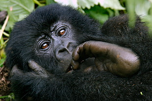 black primate lying on soil