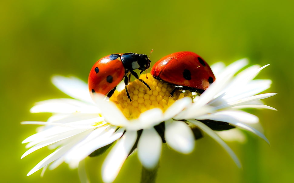 two ladybug on white Daisy close-up photography HD wallpaper