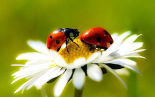two ladybug on white Daisy close-up photography