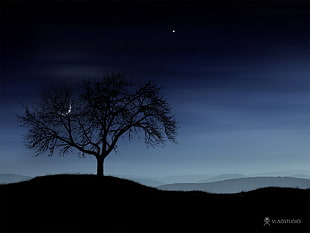 silhouette photography of tree during nighttime, night, sky, landscape, trees HD wallpaper