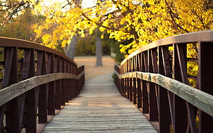 brown wooden bridge, bridge, wood, trees, leaves