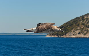 brown and white bird flying over blue body of water