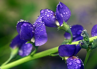macro shot of purple flowers HD wallpaper