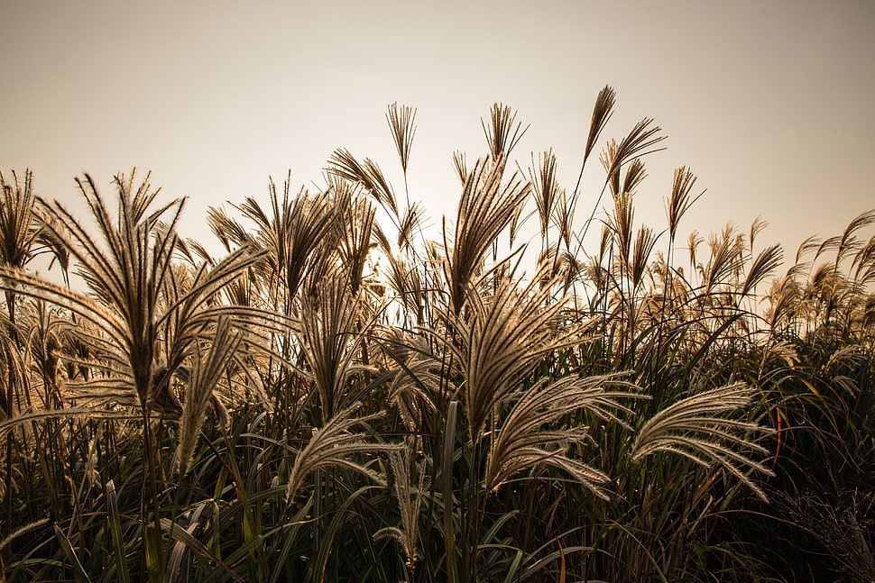 Silver, grass, untitled, Auto_Focus HD wallpaper
