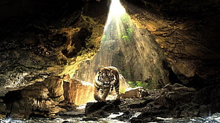 tiger illustration, tiger, animals, wildlife HD wallpaper