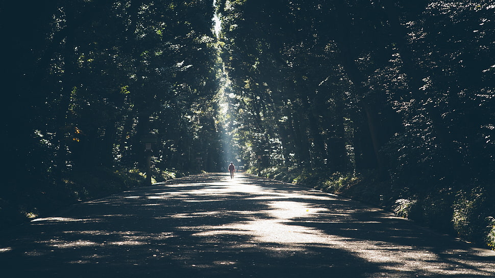 green trees, trees, sun rays HD wallpaper