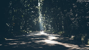 green trees, trees, sun rays