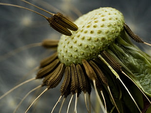 Dandelion seed head in macro photography