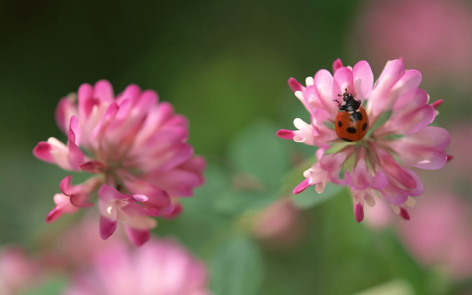red ladybug on pink flower in closeup shot HD wallpaper