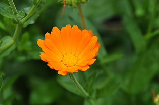 orange petaled flower, flowers, nature, plants