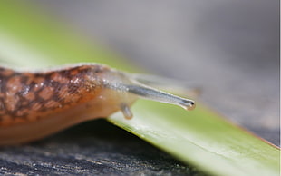 macro photography of brown and gray snail