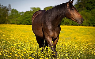 brown and black short coated dog, flowers, field, animals, horse