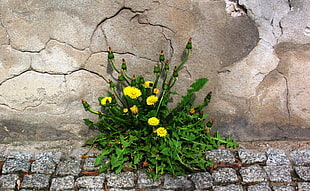 yellow Marguerite Daisy near wall