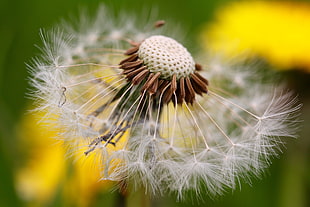 macro selective focus photography of Dandelion flower