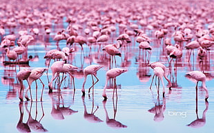 flock of pink flamingo, birds, flamingos, water, reflection