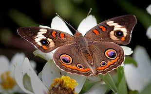 Common Buckeye butterfly HD wallpaper