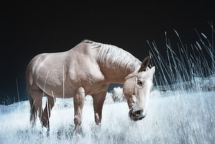 brown horse on grass field HD wallpaper