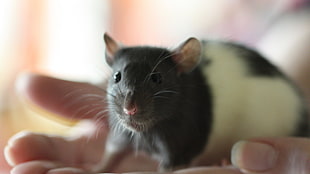 selective focus photography of white and black rodent on person's hands