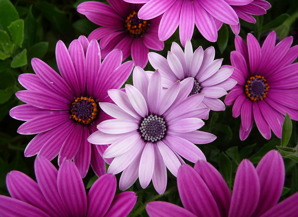 purple petaled flower HD wallpaper