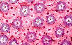 close-up photo of purple-and-pink petaled flowers