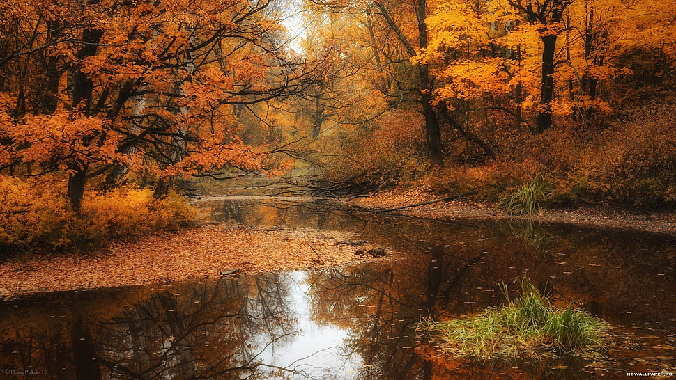 orange leaf trees near river during daytime HD wallpaper