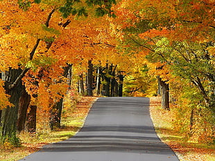vacant road near the tree during daytime HD wallpaper