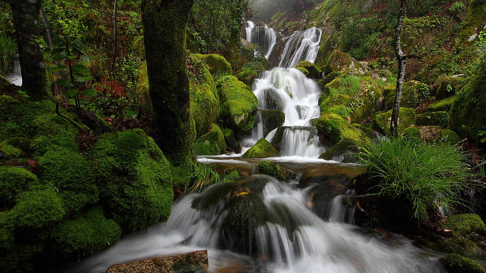 waterfalls photo, water, waterfall, forest, Microsoft Windows HD wallpaper