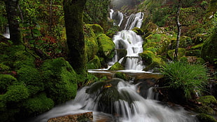 waterfalls photo, water, waterfall, forest, Microsoft Windows