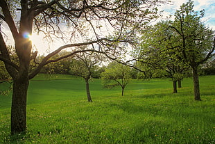 photograph of green leaf trees on green grass lawn during daytime