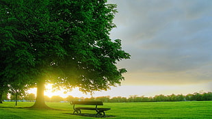 black bench and green leafed tree, nature