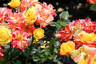 yellow and red flowers photo