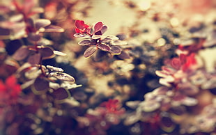 selective photo of red leaves HD wallpaper