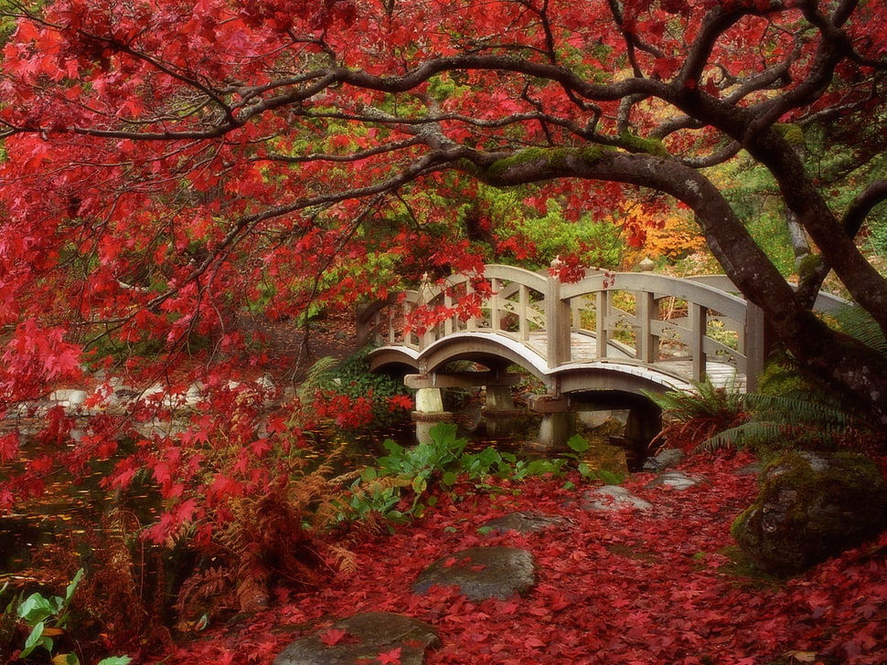 white wooden water bridge near red leaf tree HD wallpaper