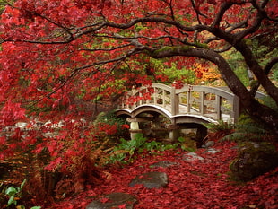 white wooden water bridge near red leaf tree