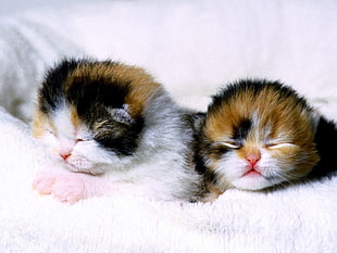 two caleco kittens
