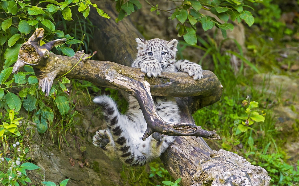 white and black leopard on tree HD wallpaper