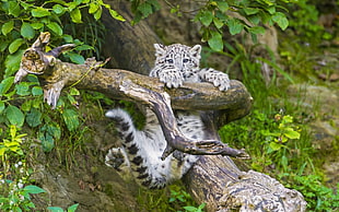 white and black leopard on tree