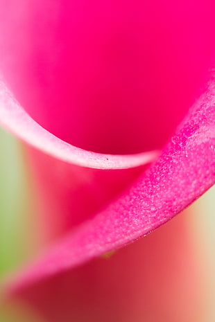 pink flower, calla