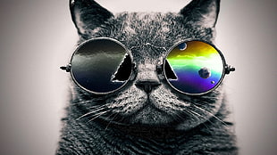 gray cat, animals, cat HD wallpaper