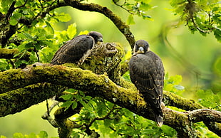 two grey birds on tree branch