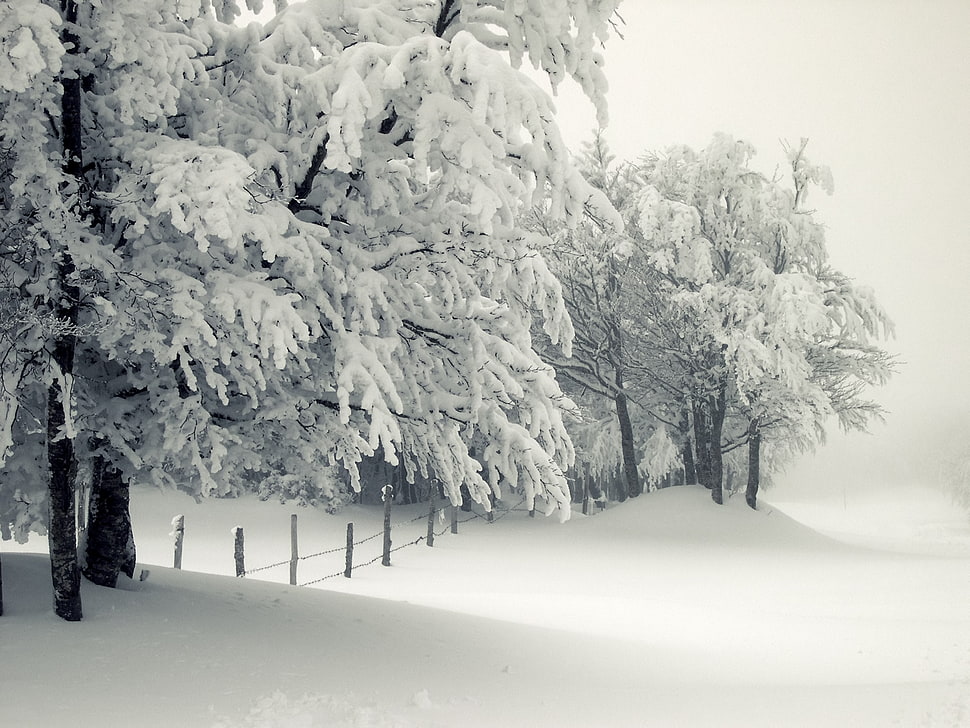 snow field during winter HD wallpaper