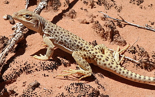 beige and brown polka-dot reptile on brown sand