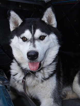 white and black Siberian husky puppy, Siberian Husky , dog, animals