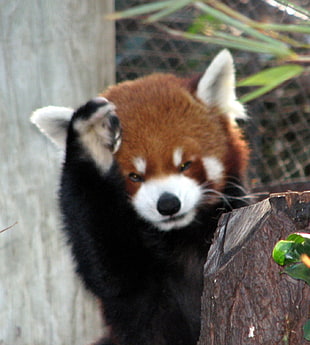 red fox, animals, panda, red panda HD wallpaper