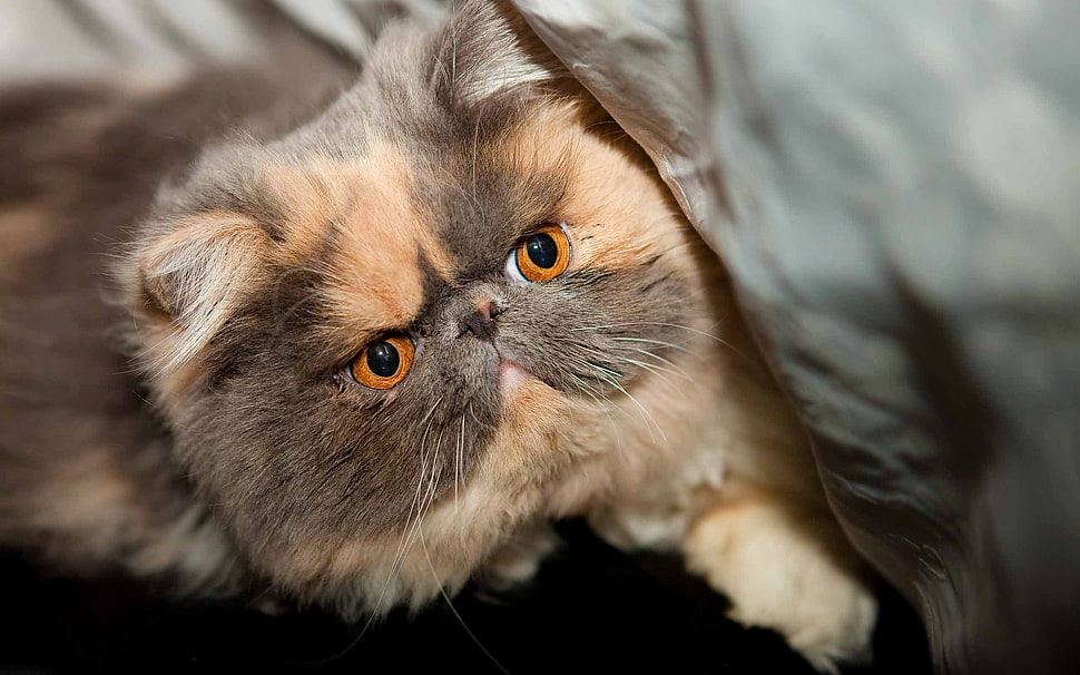 brown cat HD wallpaper