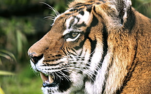 orange tiger shallow focus photography