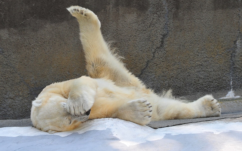 Polar Bear sleeping during daytime HD wallpaper