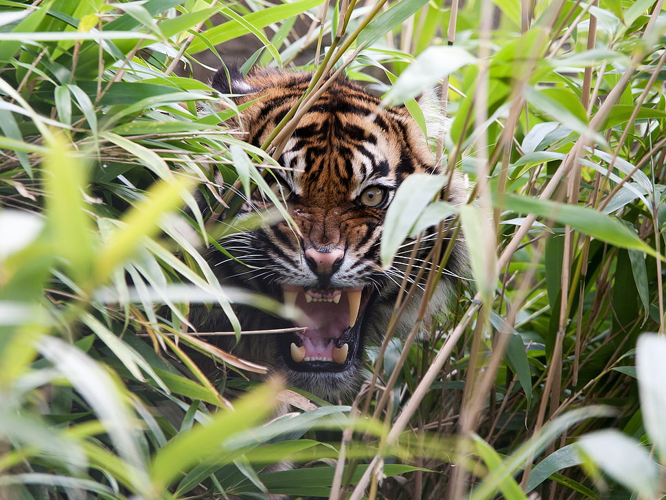 Tiger on green grass field during day time HD wallpaper
