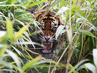 Tiger on green grass field during day time